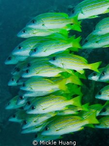 MARCH
Bluestripe snappers
Similan islands Thailand by Mickle Huang 